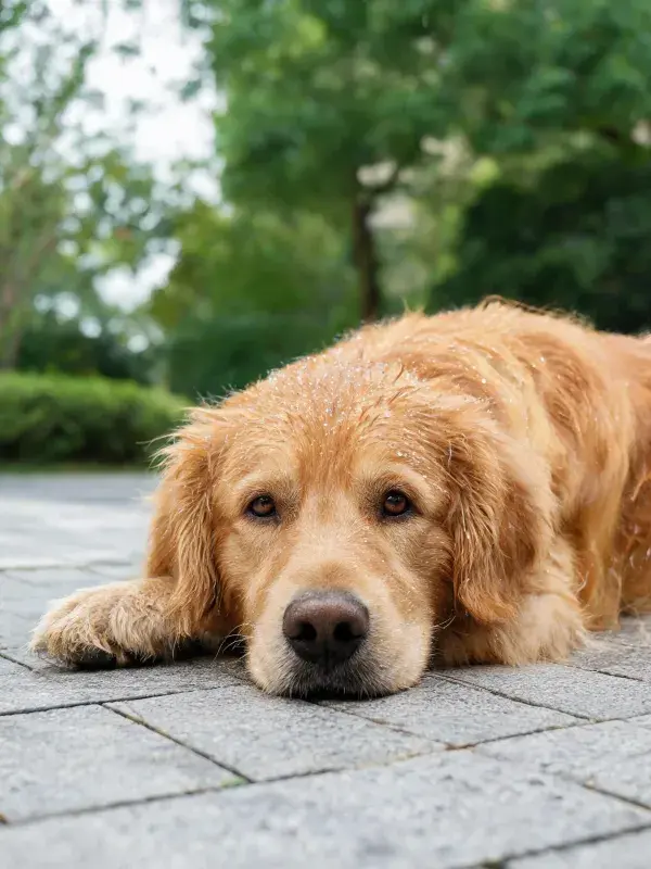 金毛寻回犬趴卧石板路展现姿态