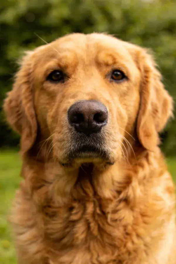 金毛寻回犬的专注凝视