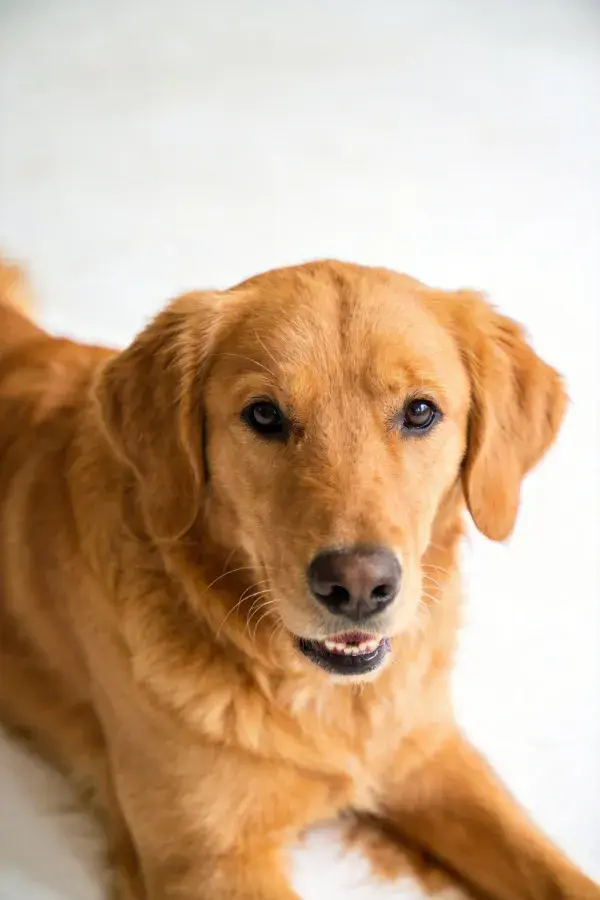 金毛犬在简洁空间里的放松姿态