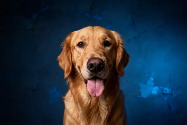 金毛寻回犬肖像特写镜头