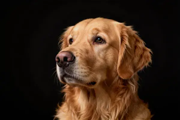 纯黑背景下金毛犬特写镜头