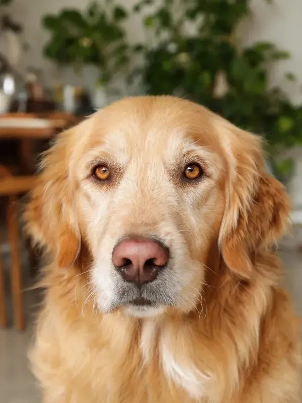 金毛猎犬脸部特写展现毛发质感