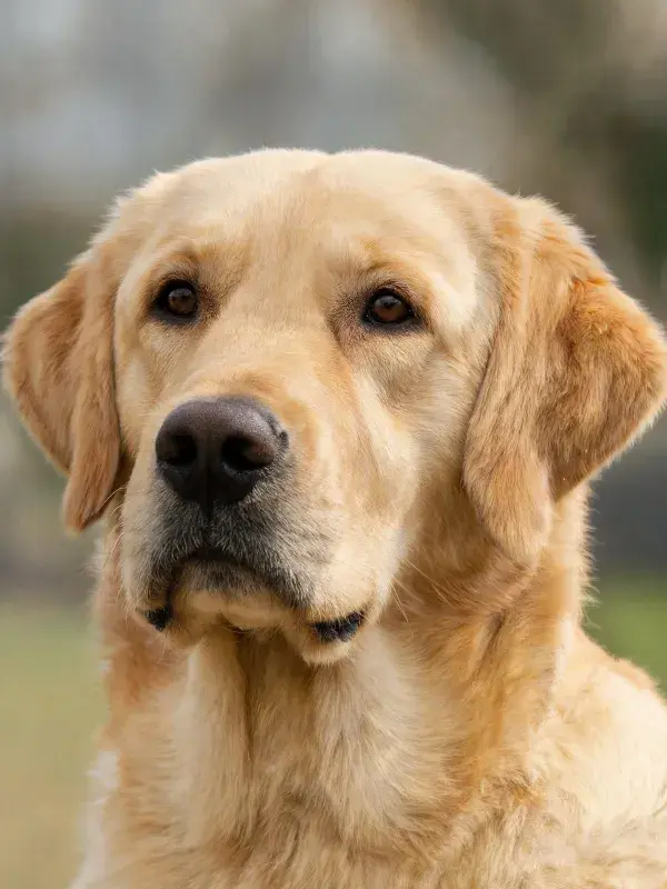 金毛猎犬特写展现神态
