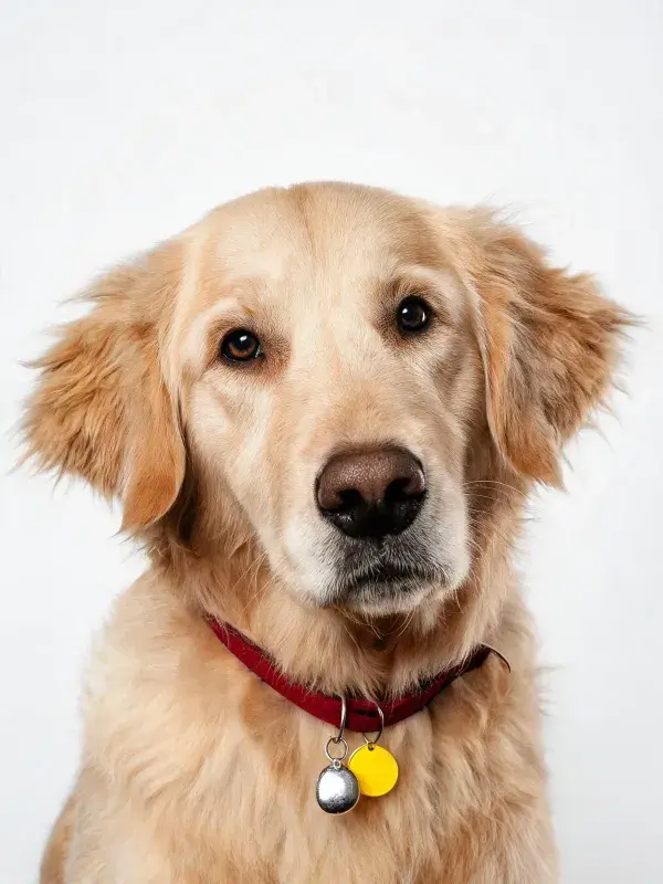 金毛寻回犬佩戴项圈的特写