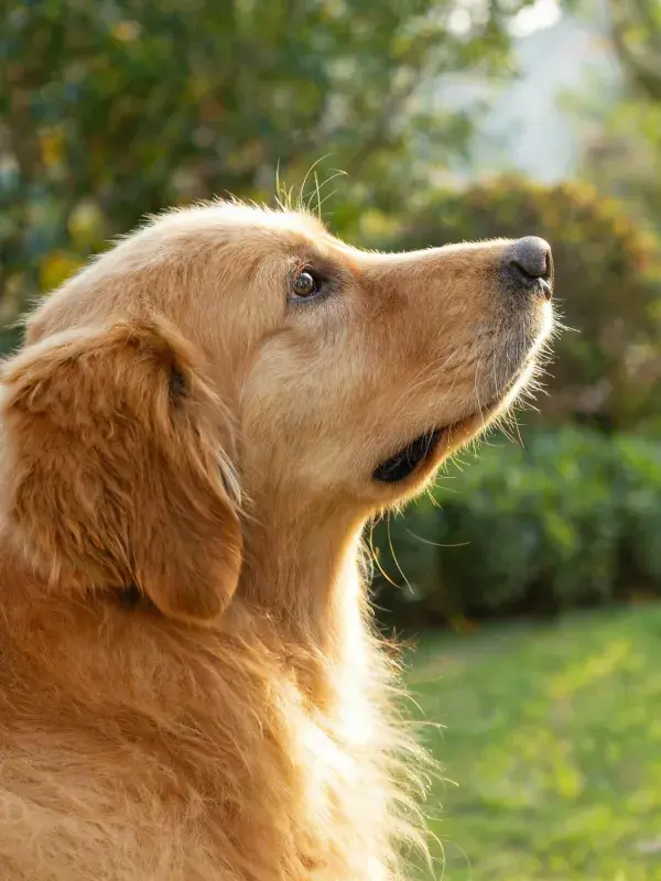 金毛寻回犬绿色草坪上凝视天空