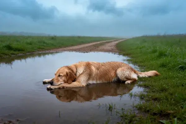 金毛犬在水洼中休息的场景