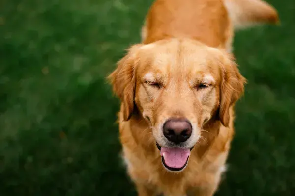金毛寻回犬在绿色草坪上