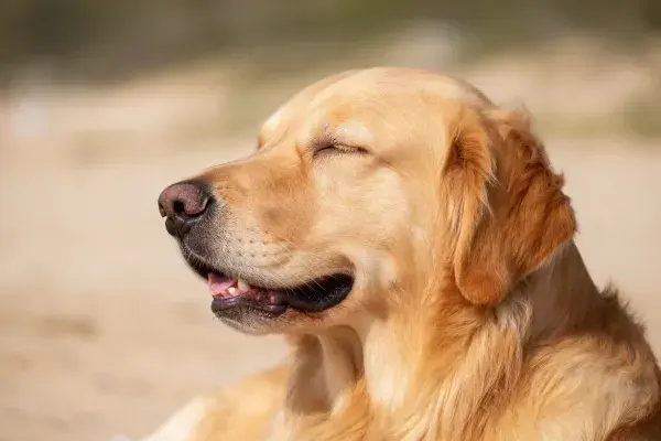 户外光下的金毛寻回犬处于光照环境下