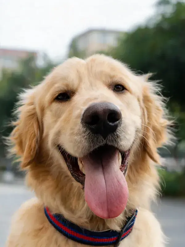 户外环境中金毛寻回犬张嘴吐舌的特写