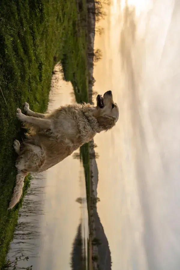 金毛寻回犬在草地上近水的姿态捕捉
