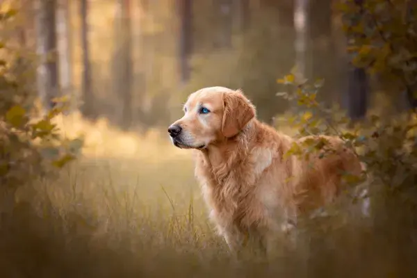 森林草地中的金毛寻回犬