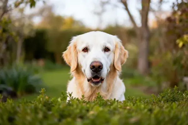金毛寻回犬于园林绿植间的特写镜头