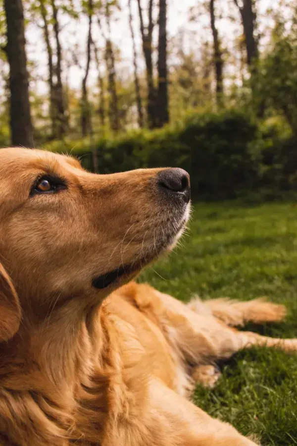 金毛寻回犬于林间草地休憩特写