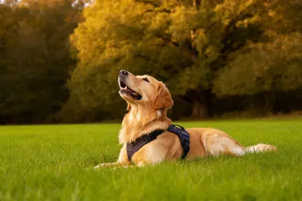 金毛寻回犬在秋日草地休憩场景