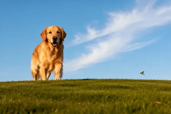 金毛猎犬漫步绿色草坡场景