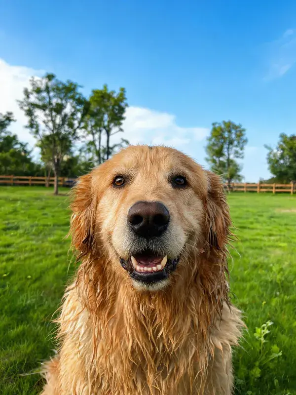 金毛寻回犬特写展现湿润毛发质感