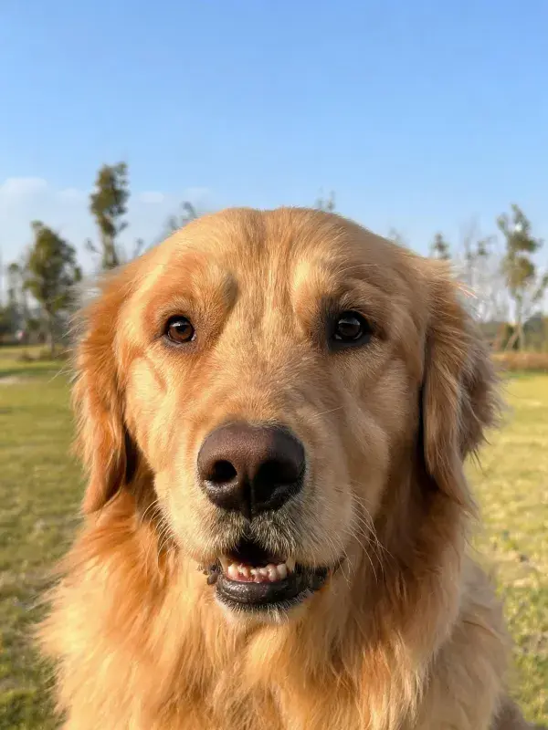 户外草地上一只金毛寻回猎犬的近景