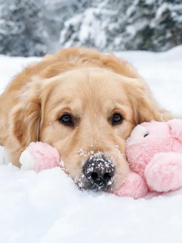金毛猎犬雪地玩具特写