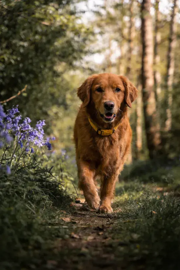 森林小径上的金毛寻回犬