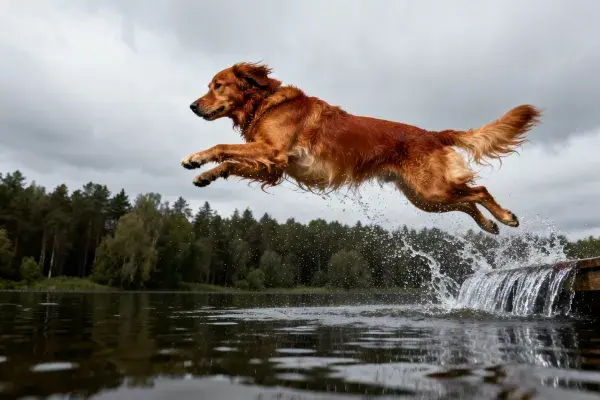 露天水域中的金毛寻回犬跳跃场景