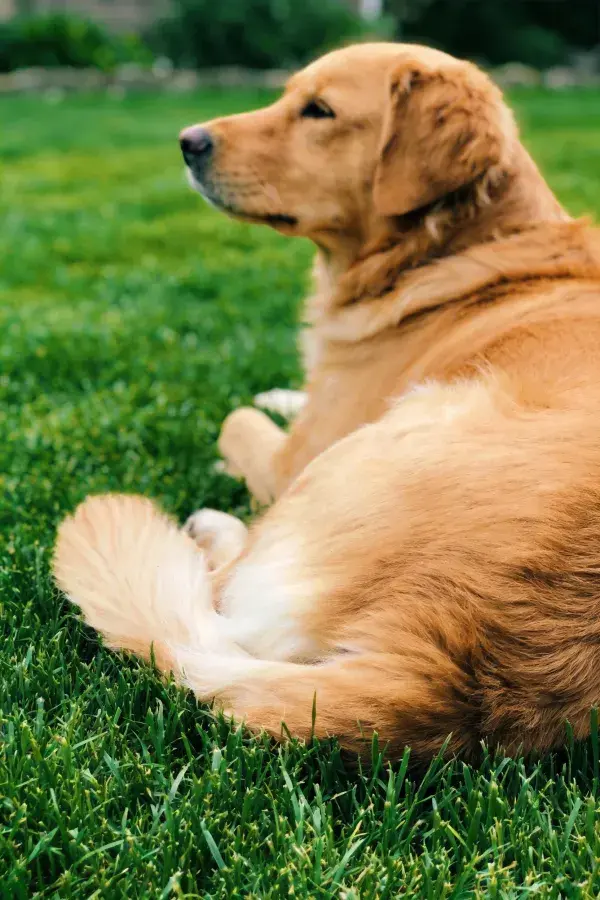 绿草地上的金毛犬休憩场景