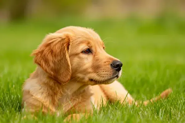 金毛幼犬躺卧在草地上