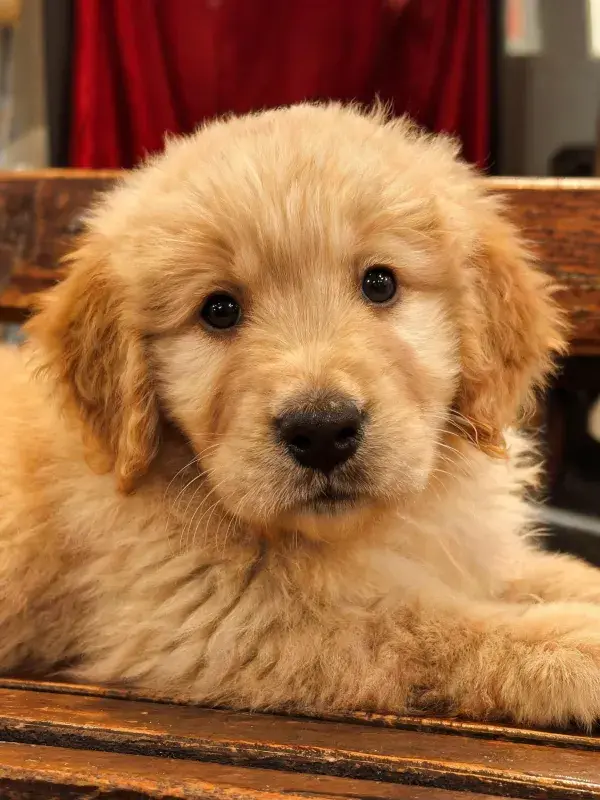 金毛寻回犬幼犬木质背景特写