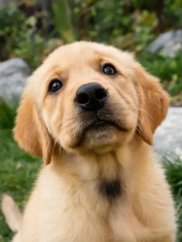 金毛幼犬在草地户外特写