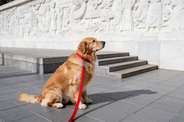 金毛犬坐于浮雕石墙前的广场场景
