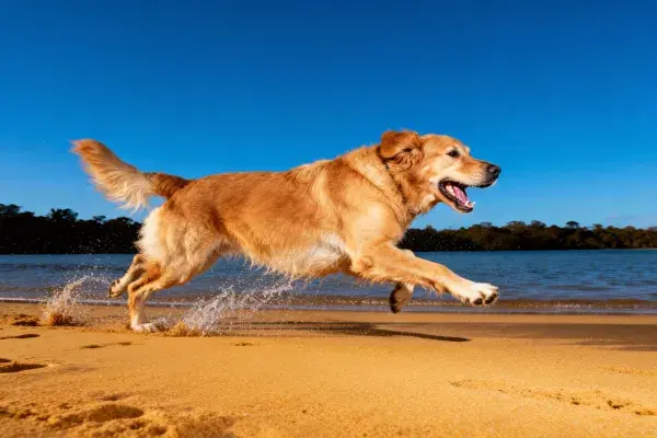 阳光沙滩上奔跑的金毛寻回犬