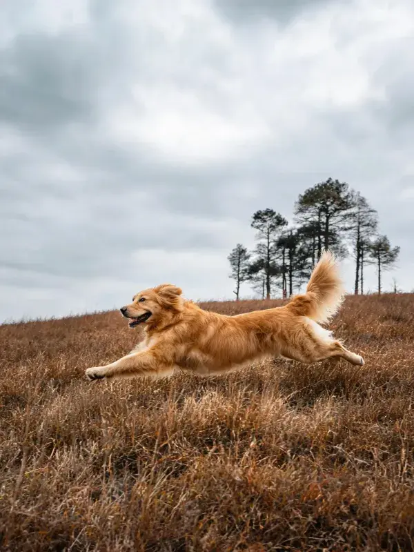 干燥草原上金毛猎犬奔跑场景