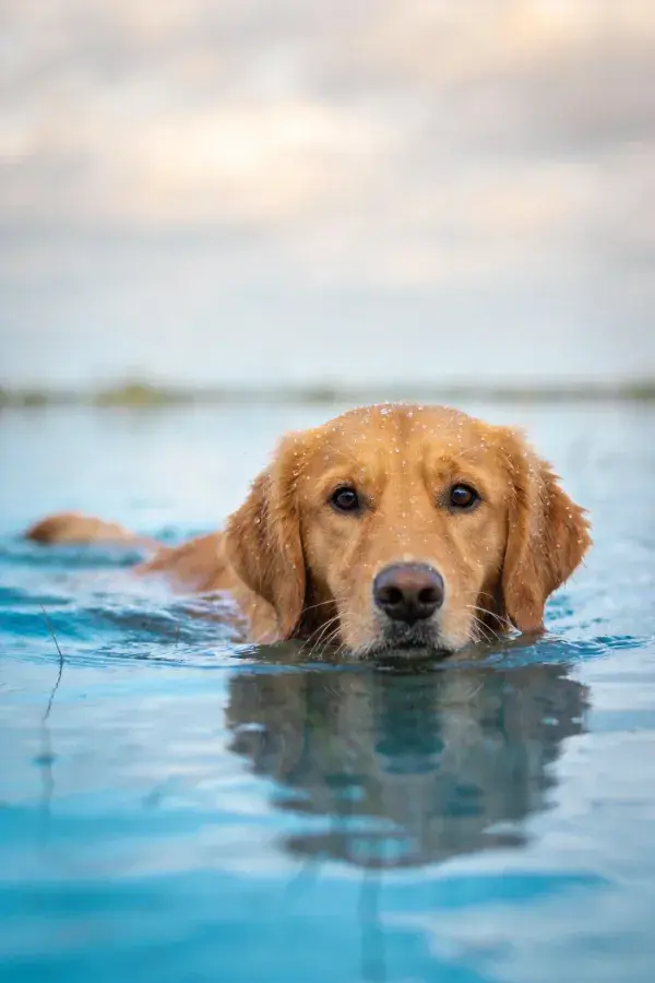 金毛寻回犬在水域游泳的状态捕捉
