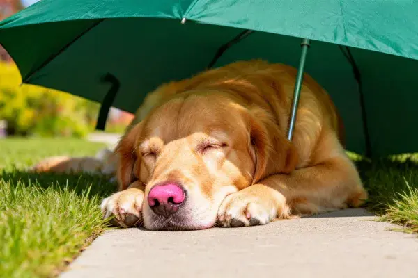 金色寻回犬在雨伞下休憩场景