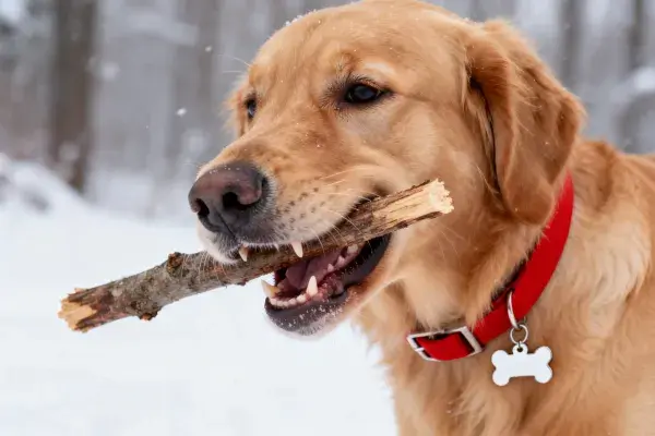 雪地中叼木头的金毛犬