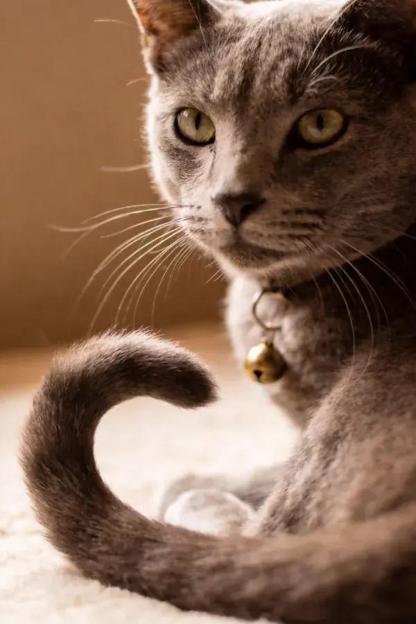俄罗斯蓝猫低头凝视的瞬间