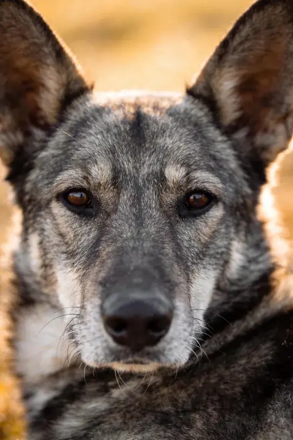 阳光草地上的灰色野犬特写