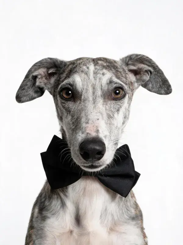 灵缇犬佩戴领结的特写画面