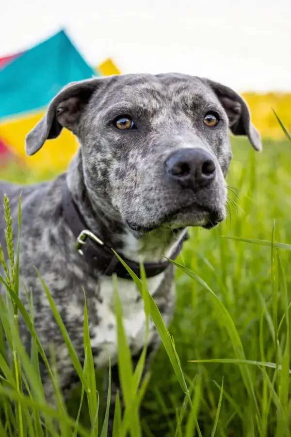 青草地上斑点大型猎犬凝视特写