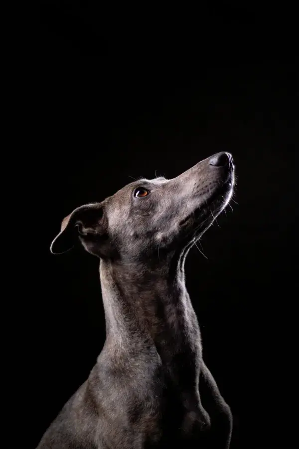 纯黑背景下灵缇犬仰望特写