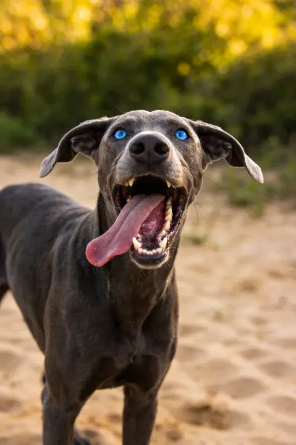 灰色魏玛兰纳犬沙滩张口喘气