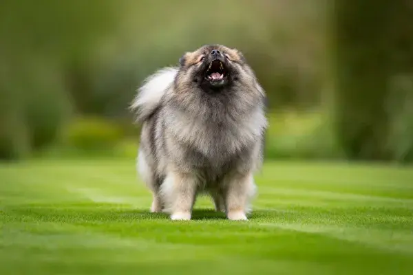 草地上的博美犬张嘴瞬间
