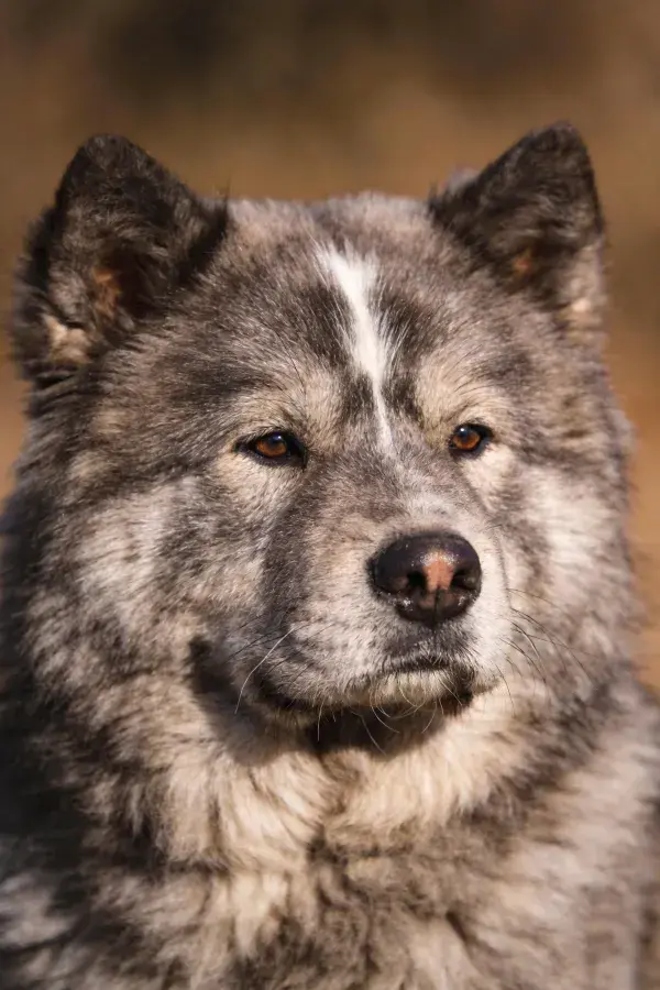 阳光下灰色双毛犬特写画面