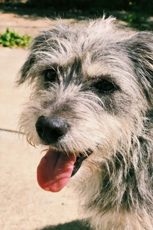 长毛混种犬户外近景特写