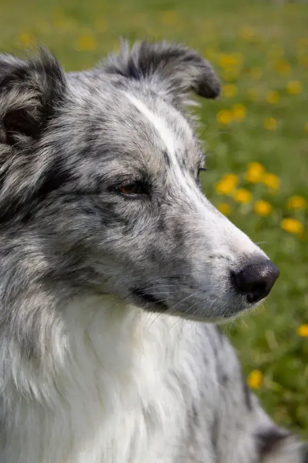 设得兰牧羊犬面部特写展现蓝灰色纹理
