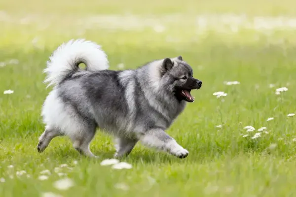 开阔草地上奔跑的凯士兰犬
