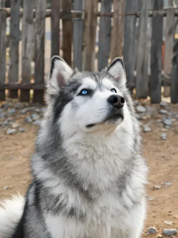 露天场地中蓝眼睛西伯利亚雪橇犬特写