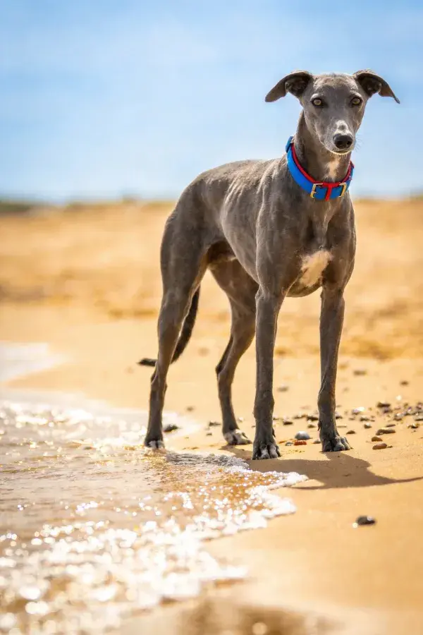 青灰色灵缇犬于沙滩海岸场景