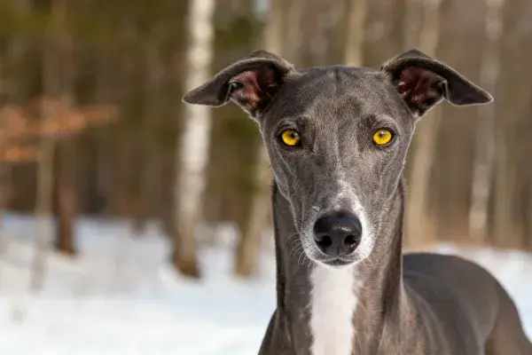 惠比特犬于雪地树林中站立