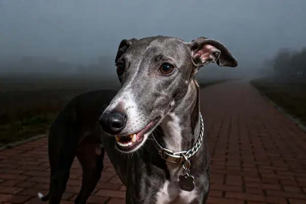雾中砖路旁的灵缇犬特写镜头