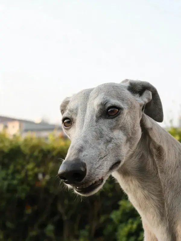 阳光下灵缇犬的特写场景